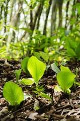 GREEN LEAF BACKGROUND.