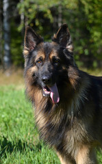 German shepherd