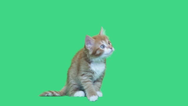 funny kitten jumping green screen