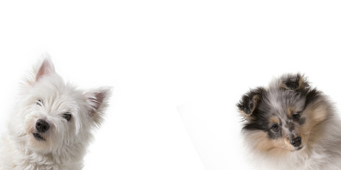 Cute puppies peeking out from the side of a white banner with room for text. The dog breeds are west highland terrier and shetland sheepdog. - obrazy, fototapety, plakaty