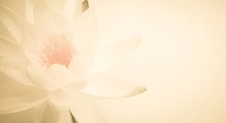 Vlies Fototapete Lotus Blume süßer Farblotus in sanfter Farbe und Unschärfe-Stil auf Maulbeerpapierstruktur