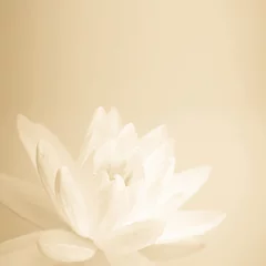 Fotobehang Lotusbloem zoete kleur lotus in zachte kleuren en vervagingsstijl op moerbeipapiertextuur