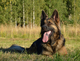 German shepherd on field