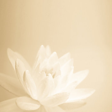 Fototapeta sweet color lotus in soft color and blur style on mulberry paper texture  