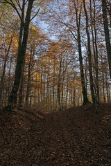 Obraz premium Herbstlicher Buchenwald