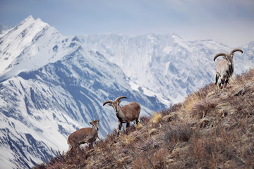 Wilde blaue Schafe stehen auf einem Hügel neben dem Himalaya. Nepal, ACAP, Manang-Region, (4.550 m).