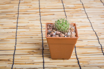 Cactus on the wooden background