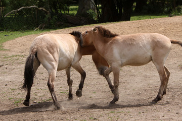 Obraz premium Przewalski-Pferde