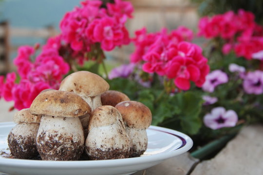 Plate full of fresh Porcini mushrooms with red flowers in background
