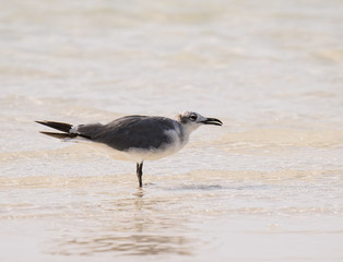 Laughing Gull on the Beach in the Yucatan, Mexico