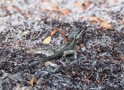 Male Basiliscus vittatus (Brown Basilisk) on Leaf Litter in the
