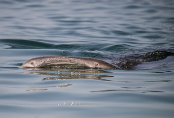 Fototapeta premium Whale Shark on the Surface in Mexico