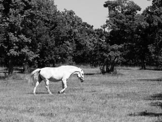 Obraz na płótnie Canvas Walking Lipizzaner stallion