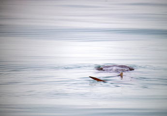 Whale Shark on the Ocean Surface, Mexico