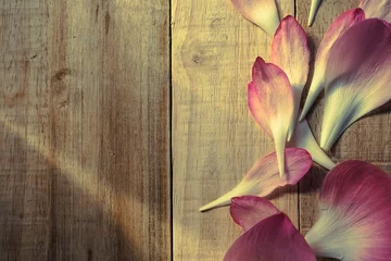 Papier Peint photo autocollant fleur de lotus pétales de lotus de couleur douce dans un style de couleur douce sur la texture du papier de mûrier