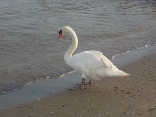 Swan on sandy beach