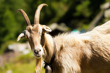 Mountain Goat with horns - Italy / One mountain goat looking at the camera. Italian Alps