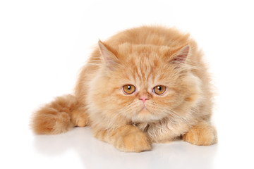 Ginger Persian cat