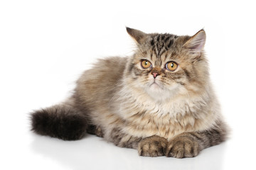 Obraz premium Persian shorthair cat