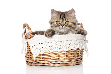Fototapeta na wymiar Persian cat in basket on white background