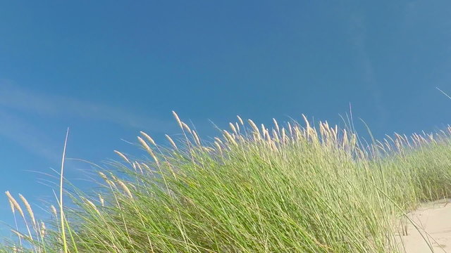 Dune Grass Moving - Slow Motion