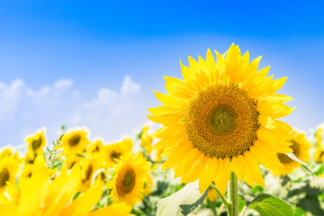 Fototapeta premium ひまわりと夏空