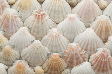 Sea scallops tiled beige background texture.