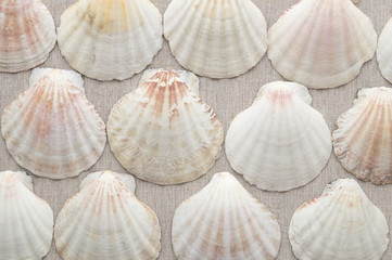 Sea scallops tiled beige background texture.