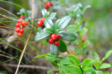 Obraz premium Cowberry.
