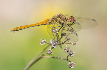 Dragonfly