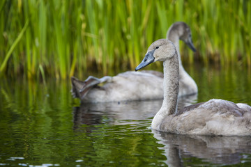 Young swans are swimming together in the Hancza River, Poland.