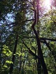lighting up nature