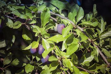 Obraz premium Photo of plums with leaves on branch