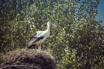 Beautiful stork bird photographed in Poland