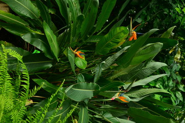 Bird Of Paradise