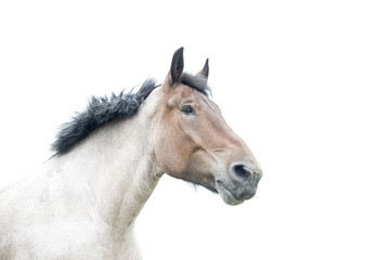 Obraz na płótnie Canvas horse head
