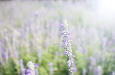 Violet color flower fields