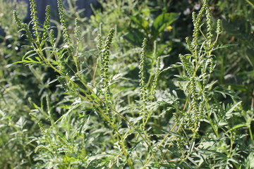 Ragweed plant