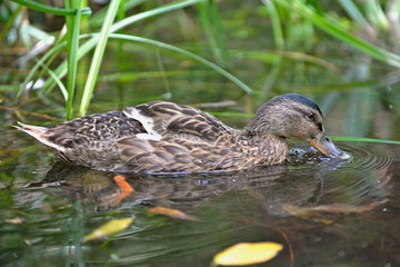 Canard