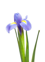 Fleur d& 39 iris violet