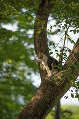 樹上ののらねこ