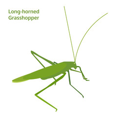 long-horned grasshopper, insect vector illustration isolated on