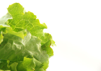 Fresh lettuce on a white background
