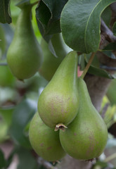Pears ripening on the tree