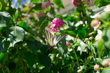 Splendida farfalla su un fiore