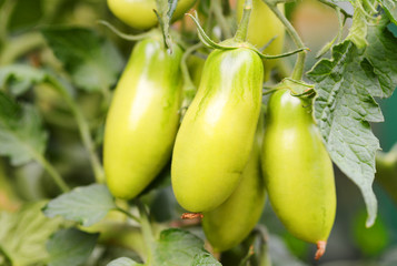 green Tomato in the Garden