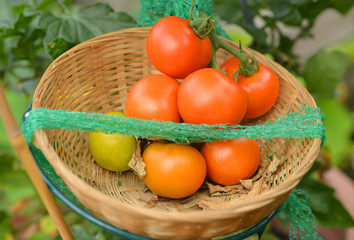 Tomaten im Korb