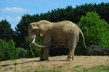 Fototapeta premium éléphant