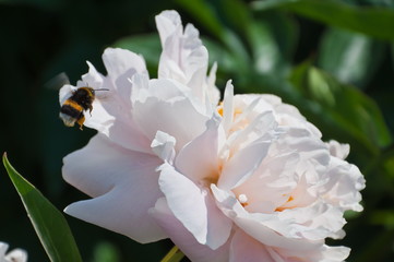 Peony flowers.