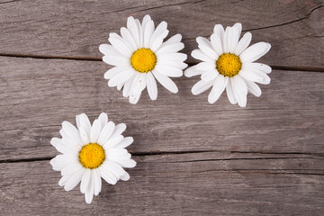 Leucanthemum vulgare on a wooden table